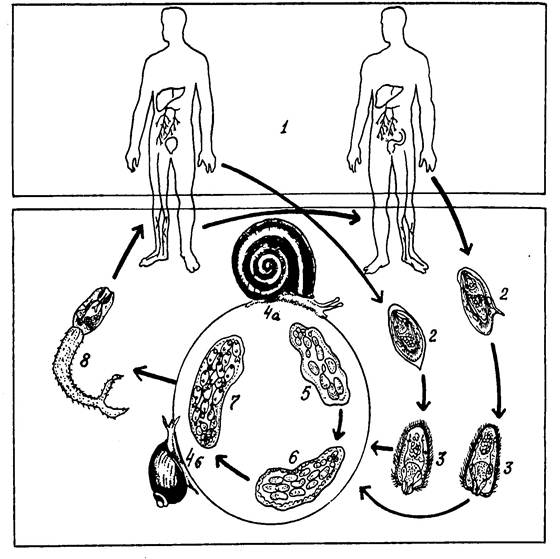 Жизненный цикл шистосомы. Schistosoma haematobium жизненный цикл. Schistosoma mansoni жизненный цикл. Paragonimus westermani жизненный цикл. Схема жизненного цикла Schistosoma haematobium.