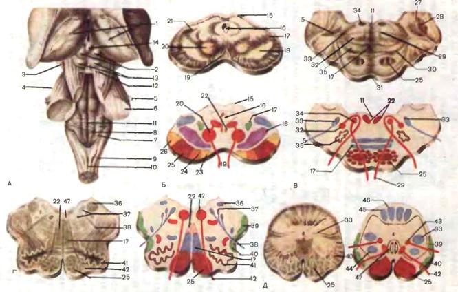 Верхние холмики мозга. Четверохолмие среднего мозга. Средний мозг Бугры четверохолмия. Верхние холмики среднего мозга. Пластинка четверохолмия.