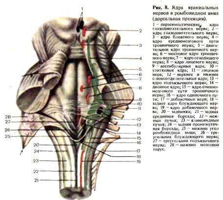 Ромбовидная ямка черепные нервы. Ядра черепных нервов схема. Проекция черепно мозговых нервов на ромбовидную ямку. Ядра черепных:нервов 4 желудочек. Ромбовидная ямка анатомия ядра.