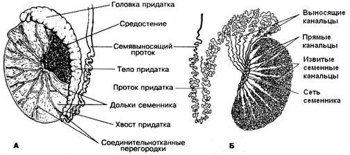 Придаток яичка функции. Строение семенника анатомия. Схема семявыносящих протоков. Схема строения яичка. Семенники у мужчин строение.