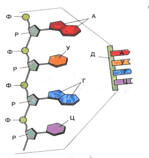 Молекула рнк построена. Структура молекулы РНК. Схема строения РНК. Строение молекулы РНК. Структура молекулы РНК схема.