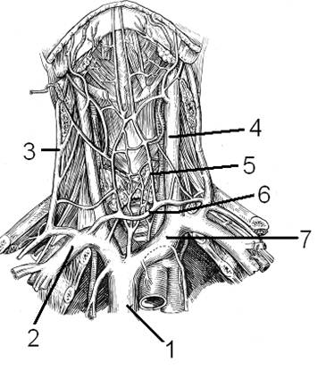 Яремная подключичная вены. Внутренняя яремная Вена анатомия кт. Нижняя луковица яремной вены.