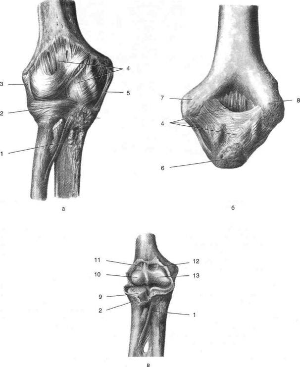 Локтевой мыщелок. Лучелоктевой сустав анатомия. Анатомия локтевого сустава Синельников. Локтевой сустав плечелоктевой сустав. Кости локтевого сустава анатомия.