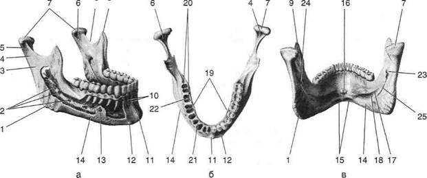 Отдел скелета челюсти. Нижний челюсть анатомия человека нижней челюсти. Альвеолярная часть нижней челюсти. Ячеистый отросток нижней челюсти.
