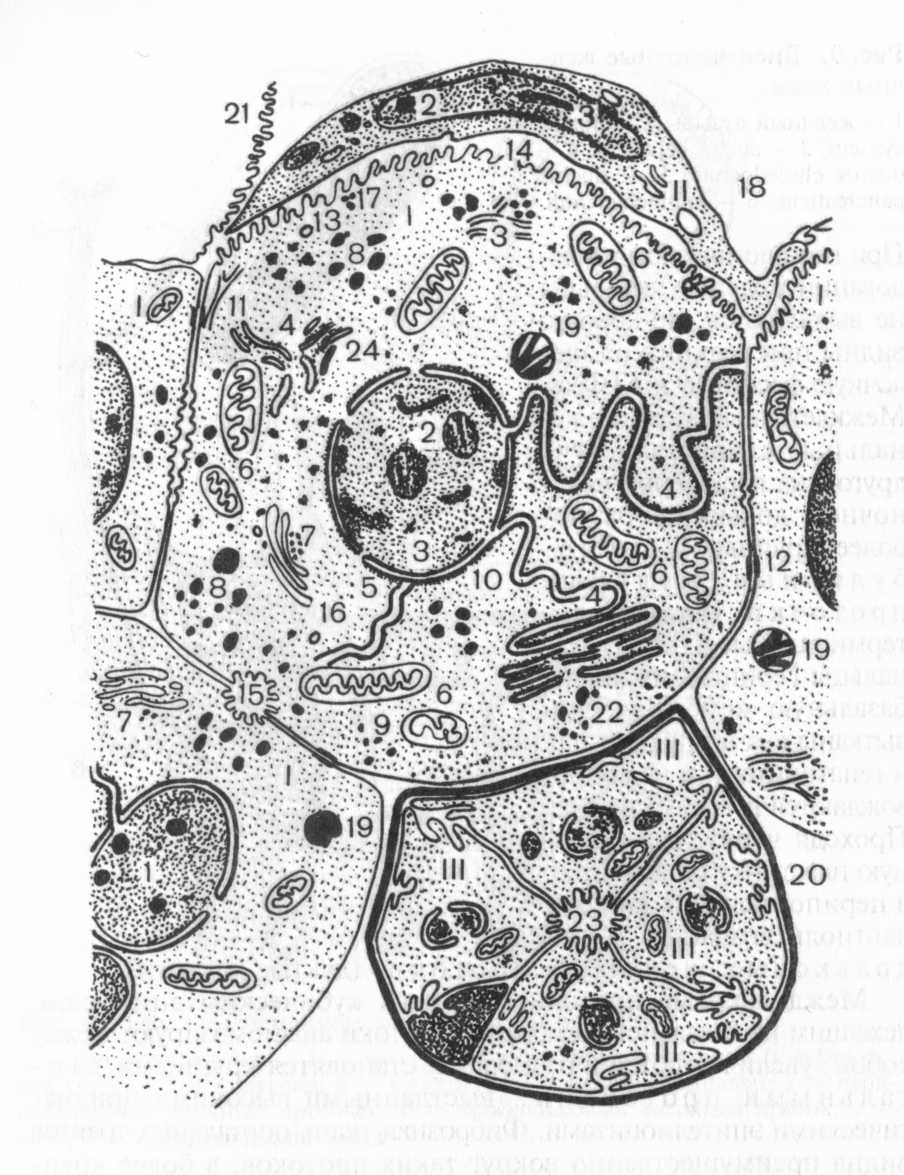 Количество клеток печени. Клетки Купфера и гепатоциты. Строение клетки Купфера. Гепатоцит строение гистология. Клетки печени гепатоциты.