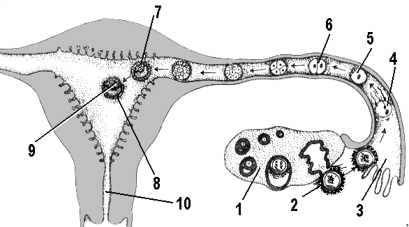 4 женская половая железа. Женская половая система яичники. Движение яйцеклетки по маточной трубе. Фолликулы женская половая система. Матка трубы яичники рисунок.