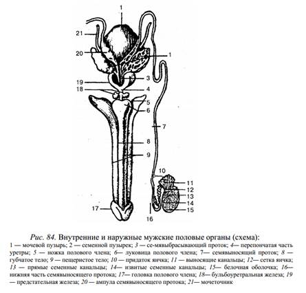 Органы мужской половой системы рисунок. Схема строения мужской половой системы. Наружные половые органы мужчины анатомия. Мужская половая система схема. Внутренне строение мужской половой системы схема.