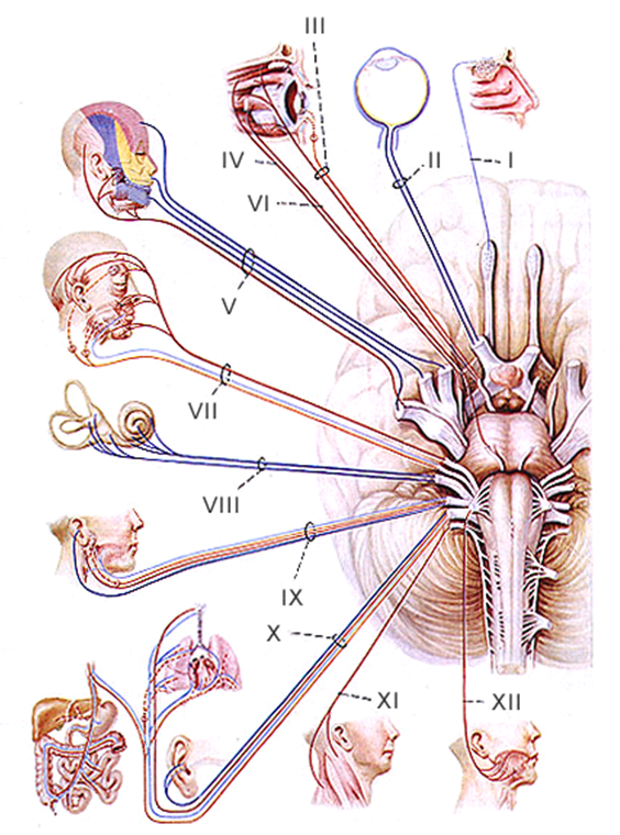Сплетение черепных нервов. Топография Корешков черепных нервов. 12 Пар черепно мозговых нервов анатомия. Головной мозг 12 пар черепно мозговых нервов. Иннервация 12 пар черепных нервов анатомия.
