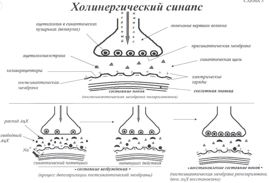 Схема холинергического синапса