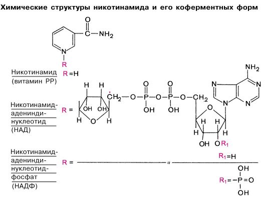 Препараты водорастворимых витаминов. Никотинамид химическое строение. Никотинамид строение. Никотинамид структура. Никотинамид химические свойства.