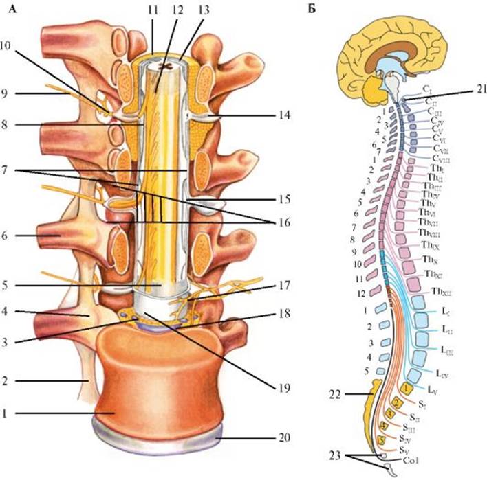 Корешки поясницы. Диск l1-l2 позвоночника. Спинномозговые нервы анатомия позвоночник. Спинномозговые корешки анатомия. Строение позвонка со спинным мозгом.