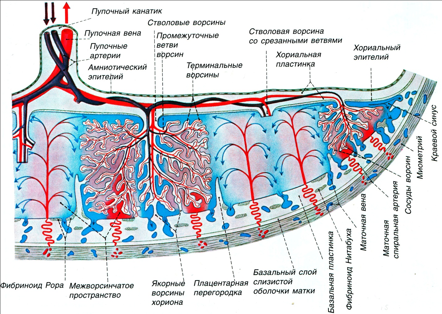 Плацента анатомия