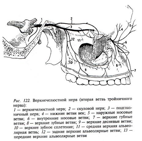 Ветви тройничного нерва схема