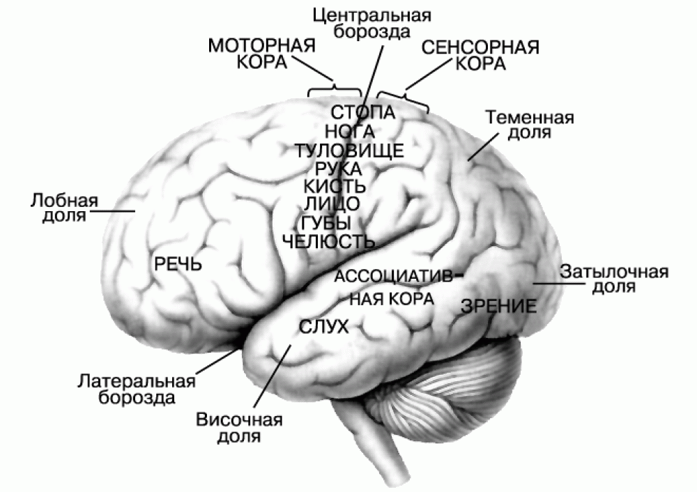 Центр времени в мозге