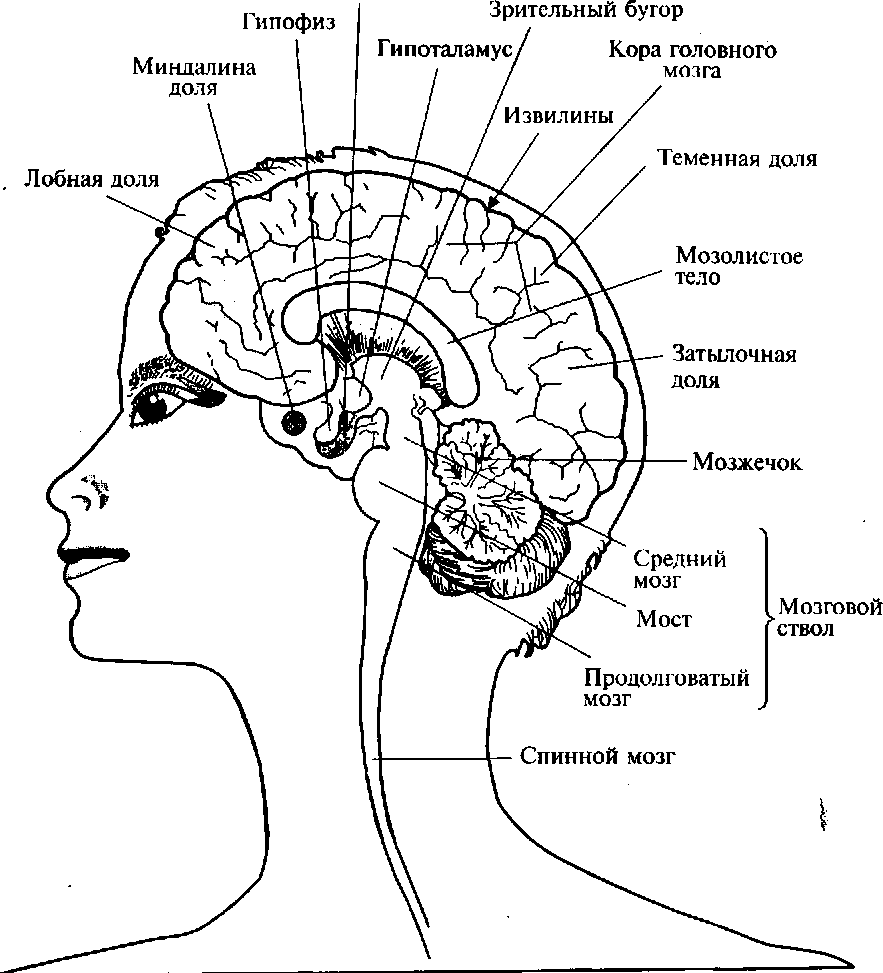 Мозг находится в голове. Структура и строение головного мозга схема. Отделы головного мозга схема. Основные отделы головного мозга анатомия. Строение задних отделов головного мозга схема.