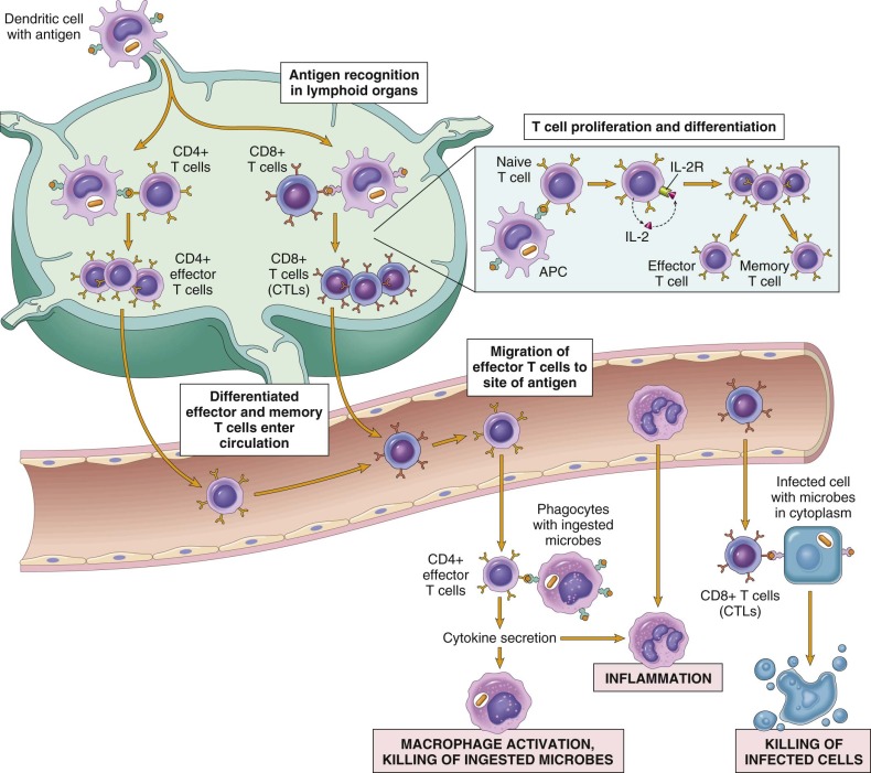 Макрофаги фагоцитоз. Схема клетки макрофага. Антигенпрезентирующие клетки иммунология макрофаги. Макрофаг строение схема. Тканевые макрофаги.