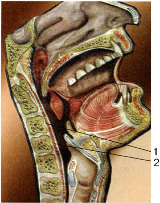 Пространства полости рта. Абсцесс заглоточного пространства. Заглоточное клетчаточное пространство. Заглоточное пространство глотки анатомия. Заглоточное и окологлоточное.