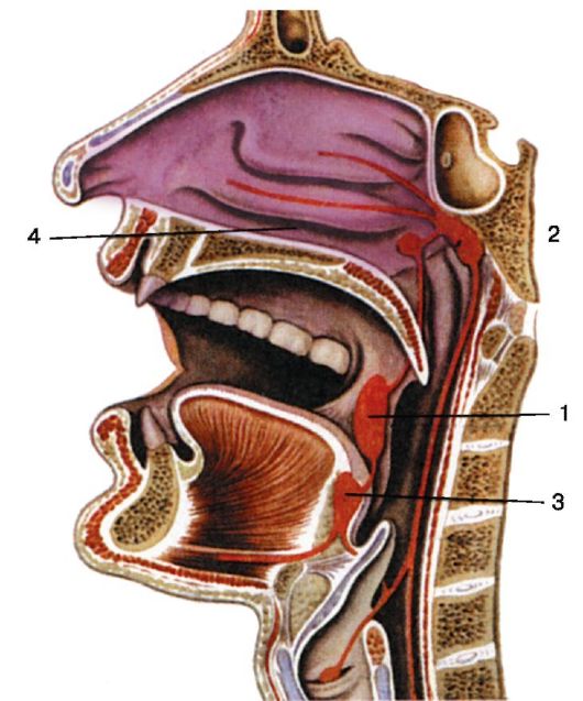 Глотка пронизана. Глоточное лимфоидное кольцо Пирогова-Вальдейера. Кольцо Пирогова анатомия миндалины. Кольцо Пирогова Вальдейера анатомия. Анатомия миндалины глоточного кольца.