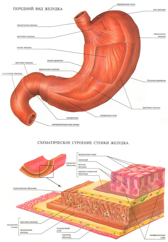 Строение желудка биология. Строение стенки ЖКТ анатомия. Схема строения стенки желудка. Передняя стенка желудка анатомия. Схематическое строение желудка.