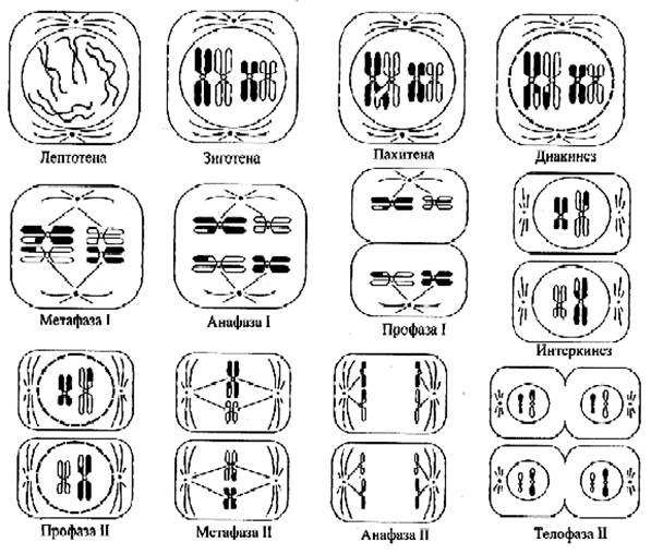 Как по рисунку определить митоз или мейоз