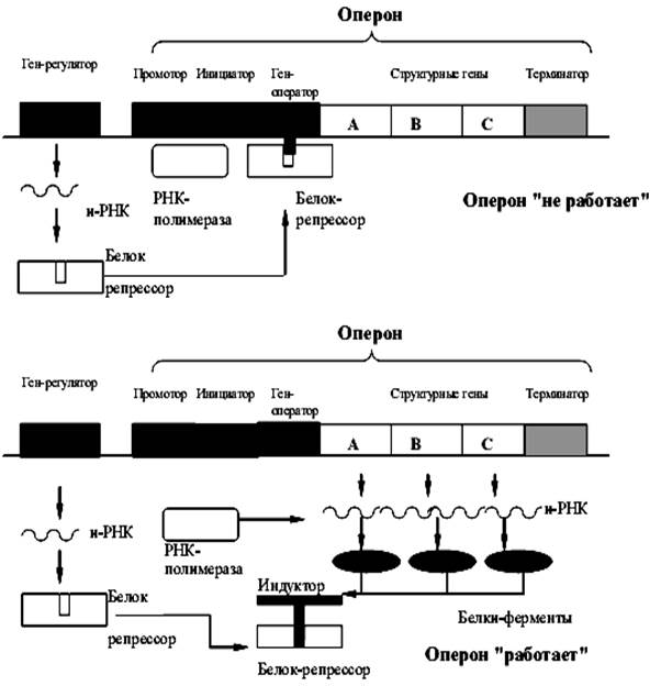 Биосинтез гена. Регуляция экспрессии генов у прокариот схема. Схема регуляции генной активности прокариот. Механизмы регуляции транскрипции генов у эукариот. Схема регуляции транскрипции у прокариот.