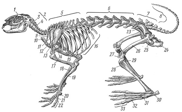 Отделы позвоночника млекопитающих 7. Строение скелета млекопитающих кролика. Кролик скелет туловища позвоночник. Строение скелета кролика. Скелет пояса задних конечностей млекопитающих.