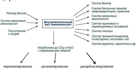 Пул аминокислот. Клеточный метаболический пул аминокислот. Понятие о клеточном метаболическом пуле аминокислот. Внутриклеточный пул аминокислот. Понятие клеточного метаболического пула аминокислот биохимия.
