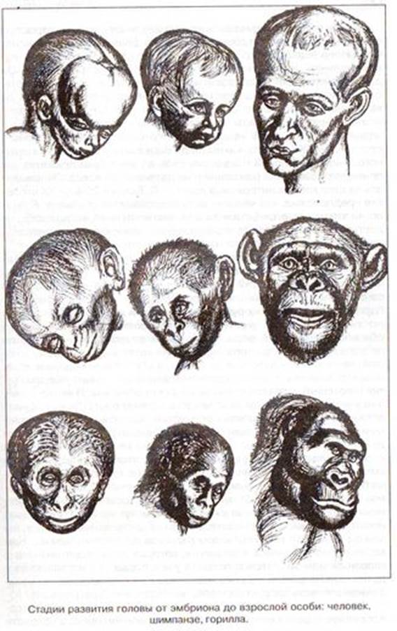 Особи личность. Зародыш обезьяны и человека. Эмбрион обезьяны и человека. Развитие эмбриона обезьяны. Эмбрион человека и шимпанзе.