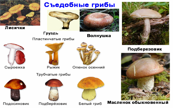 Грибы имеют верхушечный рост. Грибы в жизни человека. Значение грибов. Значение грибов в природе и жизни человека. Важность грибов в жизни человека.