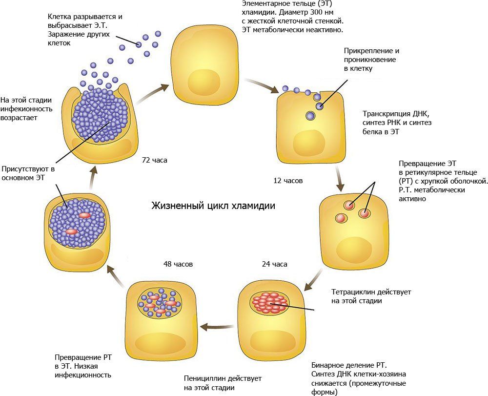 Элементарные тельца хламидий. Жизненный цикл хламидий микробиология. Цикл размножения хламидий.