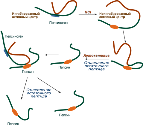 Выработка фермента пепсина наличие ворсинок слизистой оболочки. Схема превращения неактивного фермента в активный пепсин. Схема преобразования пепсиногена в пепсин. Механизм активации пепсиногена. Активация пепсиногена биохимия.