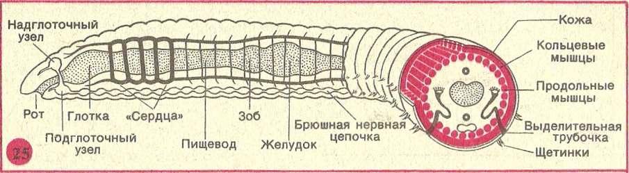 Продольные мышцы рисунок