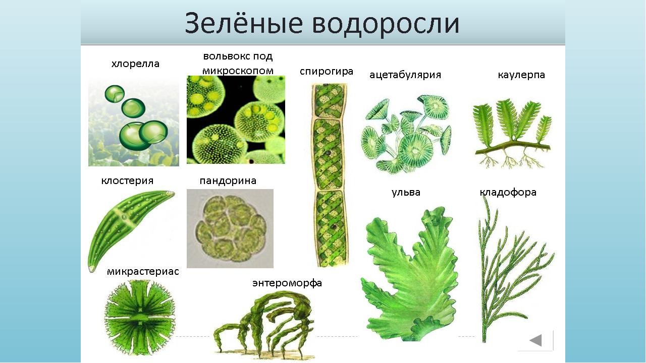 Три примера группы растений водоросли. Chlorophyta отдел зелёные водоросли. Отдел зеленые водоросли одноклеточные. Представители зеленых водорослей 7 класс. Одноклеточные растения зеленые водоросли.