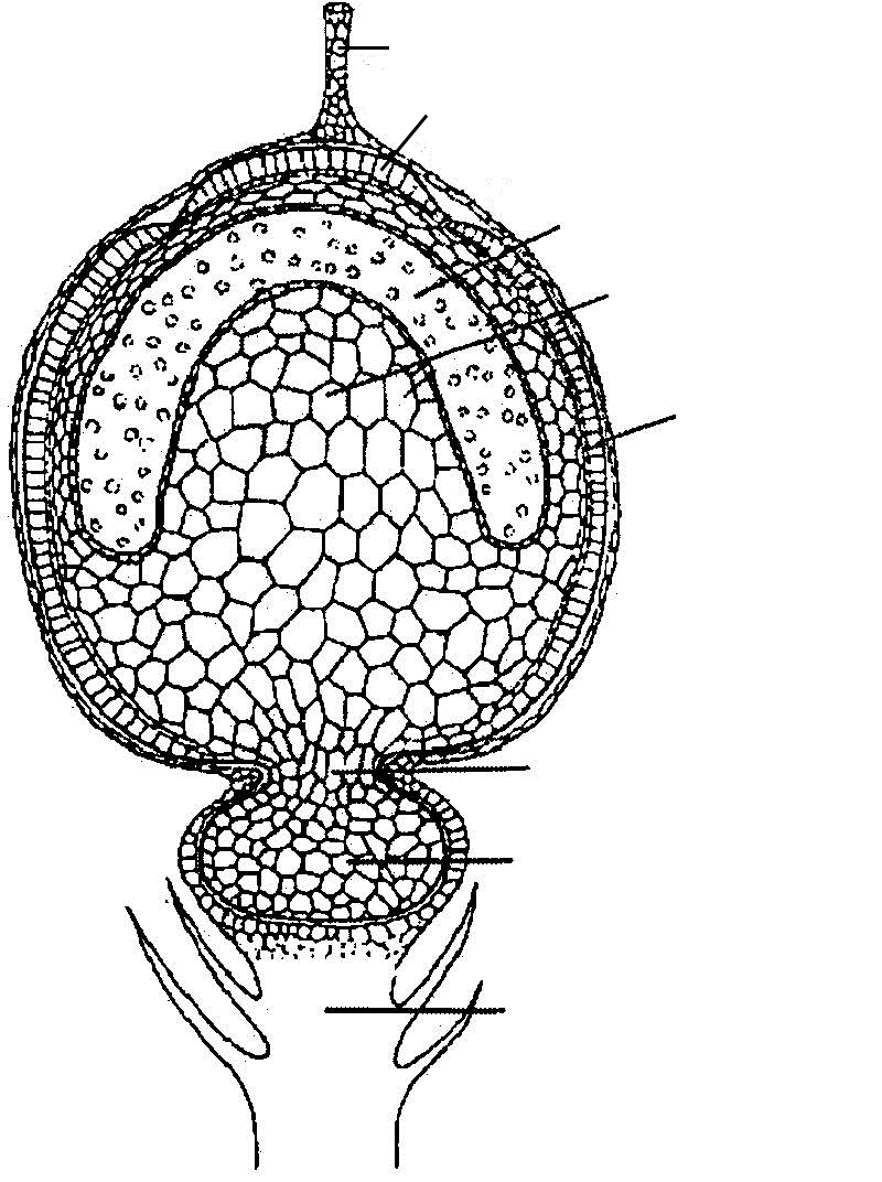 Клетки спорогона образуются из. Спорогон сфагнума. Строение спорогона сфагнума. Спорогоний Кукушкина льна. Строение продольного разреза коробочки сфагнума.