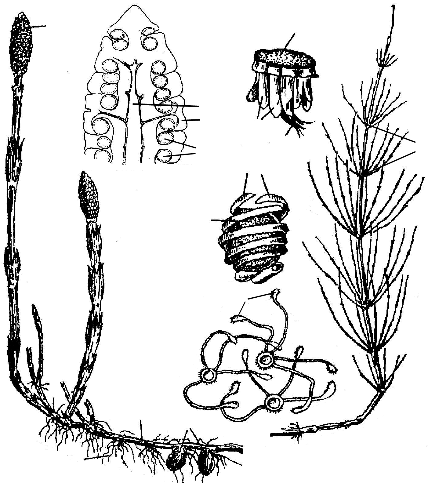 Строение и жизнедеятельность хвощей