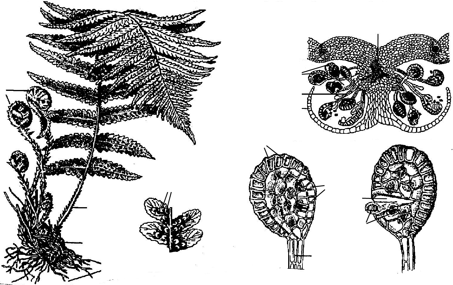 Отдел Папоротниковидные (Polypodiophyta). Спорангий щитовника. Сорус спорангий папоротника. Папоротники сорусы вайи.