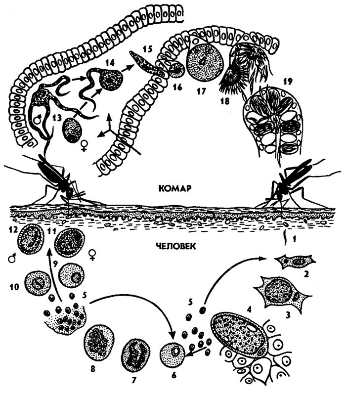 Размножение и развитие малярийного плазмодия