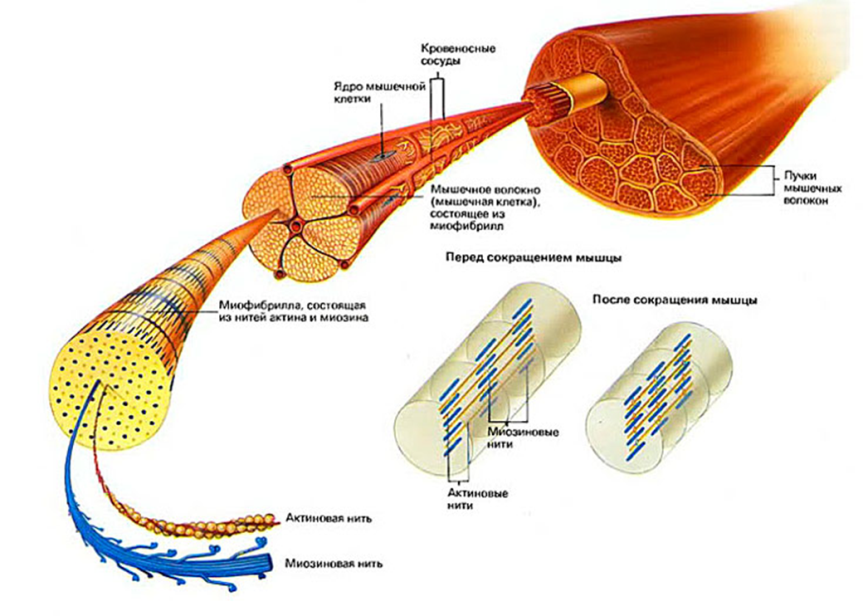 Строение скелетного мышечного волокна. Строение волокна скелетной мышцы. Строение мышцы человека миофибрилла. Структуры скелетного мышечного волокна. Скелетное мышечное волокно строение.
