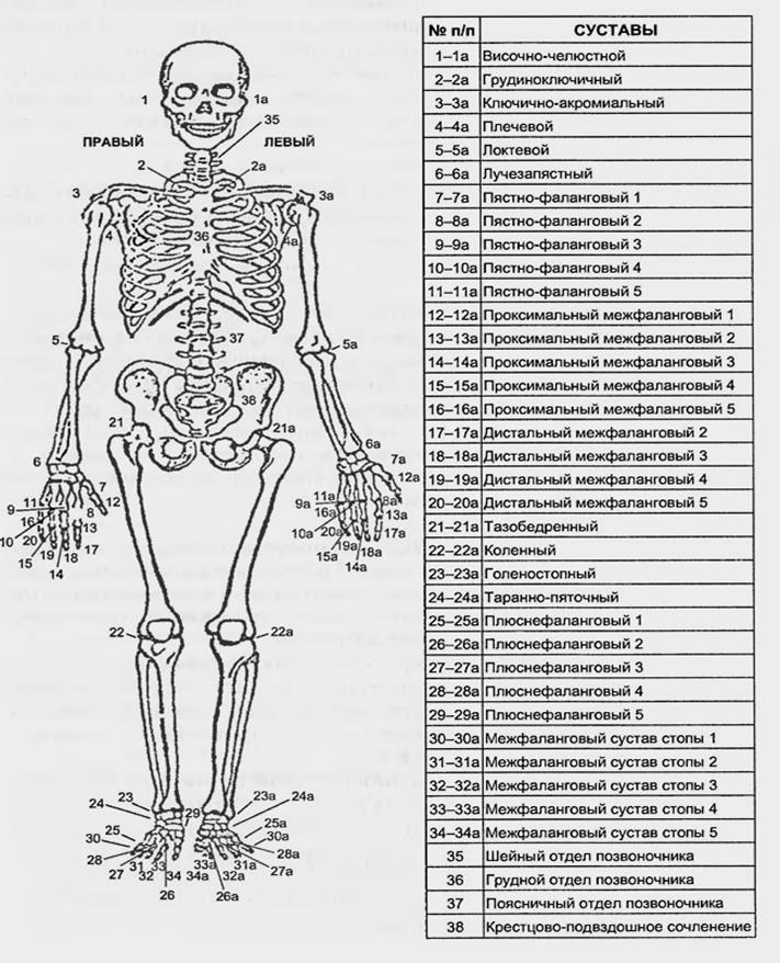 Названия суставов человека. Скелет с названием суставов. Строение скелета человека суставы. Суставы скелета таблица. Скелет схема анатомия.