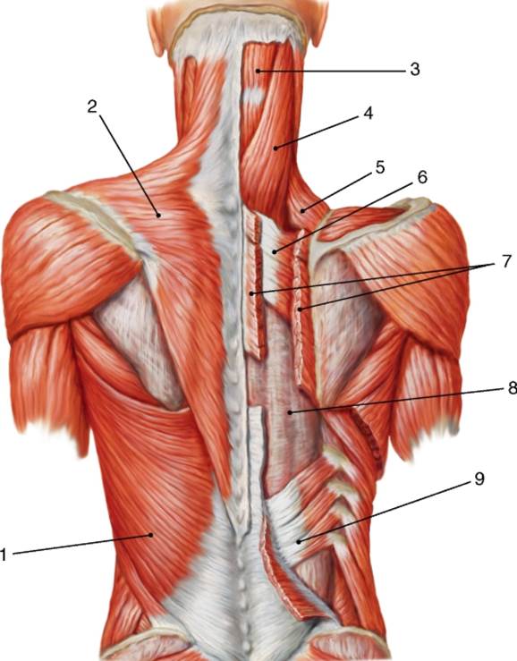 Грудная поясница. Атлас Синельников мышцы спины. Анатомия человека мышцы шеи и спины. Анатомия спины человека мышцы и связки. Поверхностные мышцы спины Синельников.