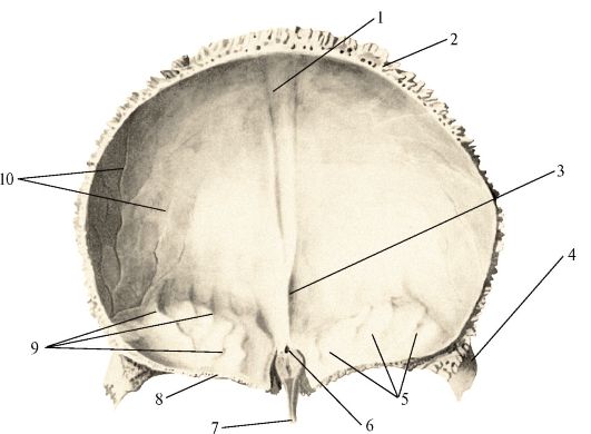 Лобные латынь. Лобная кость анатомия человека. Анатомия лобной кости черепа. Лобная кость черепа анатомия. Лобная кость анатомия внутренняя поверхность.