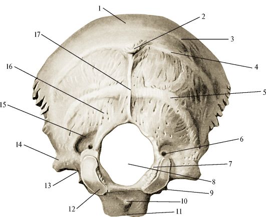 Задние кости черепа. Анатомия затылочной кости черепа. Мыщелки затылочной кости анатомия. Наружная поверхность затылочной кости. Затылочная кость Синельников.