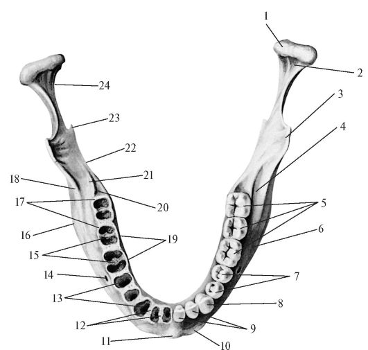 Отдел скелета челюсти. Крылочелюстная складка нижней челюсти. Крыловидно нижнечелюстная складка анатомия. Нижняя челюсть Остеология. Крыловидно-нижнечелюстной складки нижней челюсти.