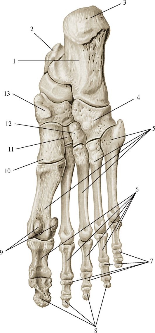 Ступня анатомия. Таранная кость стопы анатомия. Скелет стопы таранная кость. Кости плюсны и предплюсны. Кости стопы анатомия Синельников.