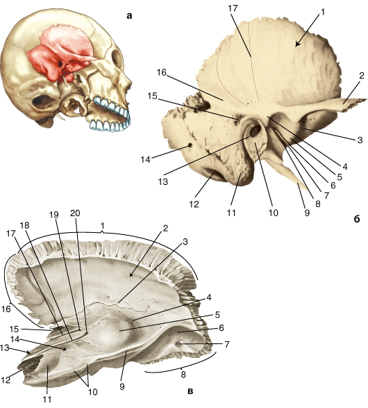 Изменения височной кости. Кости черепа височная кость. Височная кость анатомия строение. Кости черепа височная кость анатомия. Височная кость 3 части.