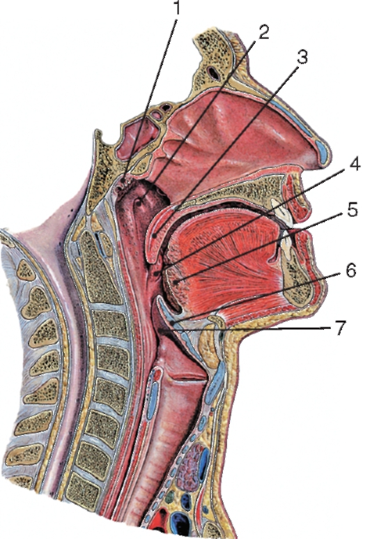 Носовая полость ротовая полость. Носоглотка глотка гортань анатомия. Носоглотка анатомия носоглотка анатомия. Хоаны дыхательная система.