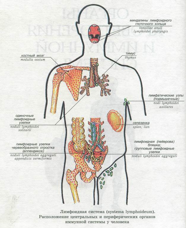 Лимфоидная ткань органы. Схема лимфоидной системы человека иммунология. Лимфоидная ткань органов иммунной системы. Центральные и периферические органы иммунной системы схема. Функции лимфоидной ткани в иммунной системе.