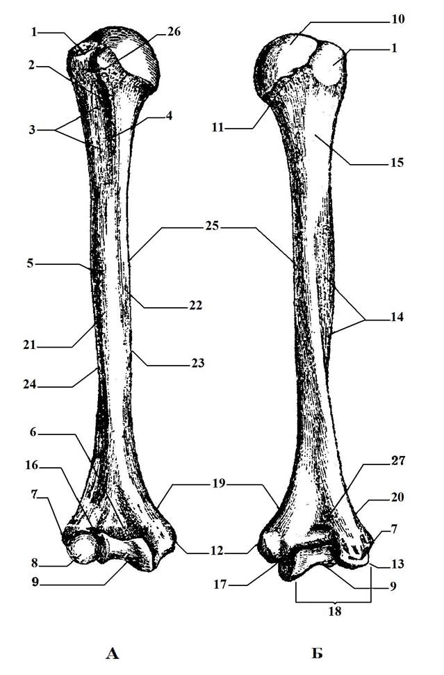 Ковид кости. Кости верхней конечности плечевая кость. Плечевая кость межбугорковая борозда. Кости свободной верхней конечности плечевая кость.