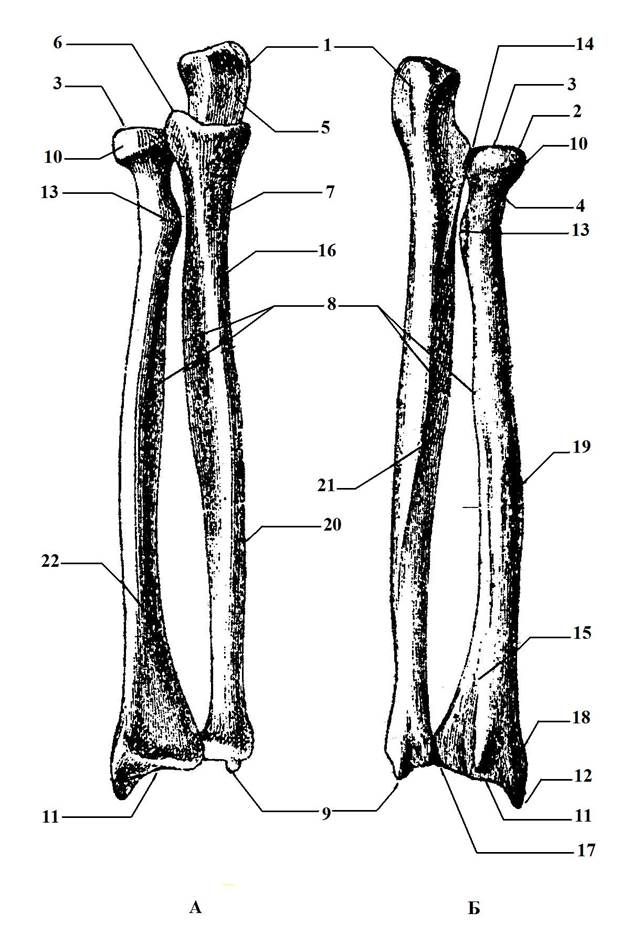 Предплечье на скелете. Локтевая кость предплечья. Лучевая кость предплечья строение. Лучевая кость и локтевая кость анатомия. Кости предплечья анатомия строение.