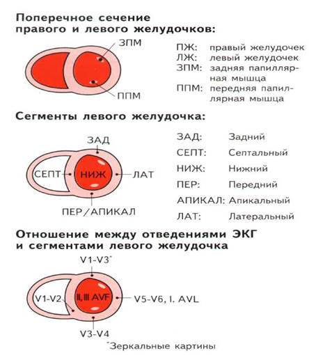 Сколько весит искусственный левый желудочек. Сегменты левого желудочка. Сегменты левого желудочка схема. Гипокинез сегментов левого желудочка. Передне перегородочный сегмент левого желудочка.